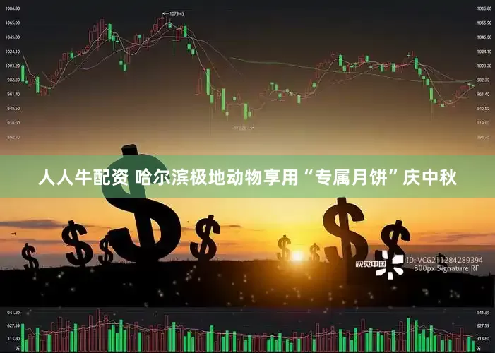 人人牛配资 哈尔滨极地动物享用“专属月饼”庆中秋